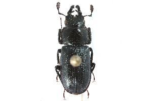  ( - CCDB-23511-F03)  @14 [ ] CreativeCommons - Attribution (2015) CBG Photography Group Centre for Biodiversity Genomics