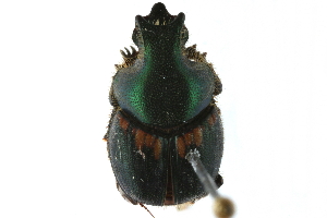  ( - CCDB-23511-H04)  @11 [ ] CreativeCommons - Attribution (2015) CBG Photography Group Centre for Biodiversity Genomics