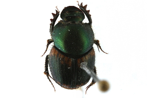  ( - CCDB-23511-H06)  @11 [ ] CreativeCommons - Attribution (2015) CBG Photography Group Centre for Biodiversity Genomics