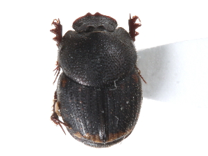  ( - CCDB-23512-B07)  @13 [ ] CreativeCommons - Attribution (2015) CBG Photography Group Centre for Biodiversity Genomics