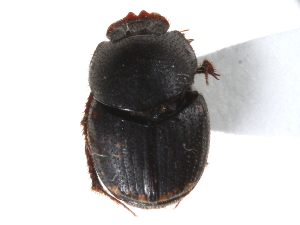  ( - CCDB-23512-B09)  @13 [ ] CreativeCommons - Attribution (2015) CBG Photography Group Centre for Biodiversity Genomics