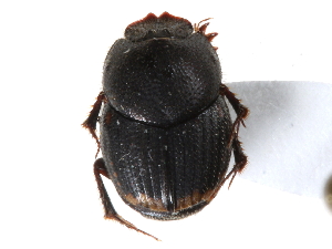  ( - CCDB-23512-B10)  @13 [ ] CreativeCommons - Attribution (2015) CBG Photography Group Centre for Biodiversity Genomics