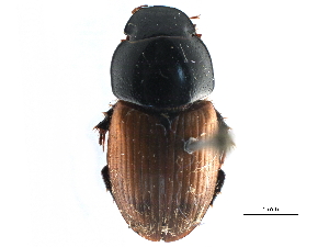  ( - CCDB-23513-A04)  @13 [ ] CreativeCommons - Attribution (2015) CBG Photography Group Centre for Biodiversity Genomics