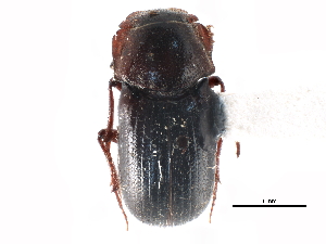  (Euparia castanea - CCDB-23513-C07)  @11 [ ] CreativeCommons - Attribution (2015) CBG Photography Group Centre for Biodiversity Genomics