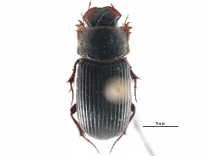  ( - CCDB-23513-D08)  @14 [ ] CreativeCommons - Attribution (2015) CBG Photography Group Centre for Biodiversity Genomics