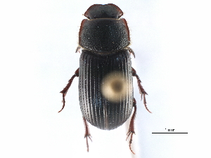  ( - CCDB-23513-D10)  @11 [ ] CreativeCommons - Attribution (2015) CBG Photography Group Centre for Biodiversity Genomics