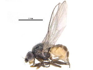  ( - CCDB-23514-B01)  @15 [ ] CreativeCommons - Attribution (2015) CBG Photography Group Centre for Biodiversity Genomics