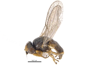  (Microcercis albipalpis - CCDB-23514-G04)  @15 [ ] CreativeCommons - Attribution (2015) CBG Photography Group Centre for Biodiversity Genomics