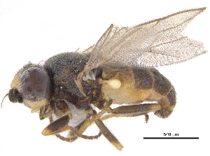  ( - CCDB-23514-G05)  @14 [ ] CreativeCommons - Attribution (2015) CBG Photography Group Centre for Biodiversity Genomics