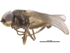  ( - CCDB-23514-G07)  @14 [ ] CreativeCommons - Attribution (2015) CBG Photography Group Centre for Biodiversity Genomics