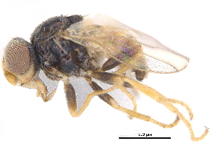  ( - CCDB-23515-C11)  @11 [ ] CreativeCommons - Attribution (2015) CBG Photography Group Centre for Biodiversity Genomics