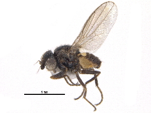  ( - CCDB-23515-D02)  @15 [ ] CreativeCommons - Attribution (2015) CBG Photography Group Centre for Biodiversity Genomics