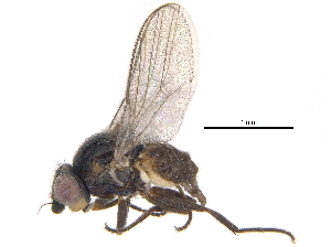  ( - CCDB-23515-D03)  @14 [ ] CreativeCommons - Attribution (2015) CBG Photography Group Centre for Biodiversity Genomics