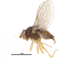  ( - CCDB-23515-E05)  @14 [ ] CreativeCommons - Attribution (2015) CBG Photography Group Centre for Biodiversity Genomics