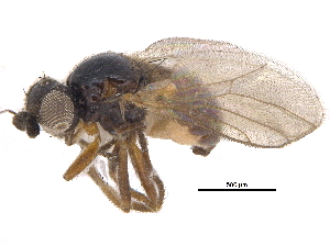  ( - CCDB-23515-F01)  @11 [ ] CreativeCommons - Attribution (2015) CBG Photography Group Centre for Biodiversity Genomics
