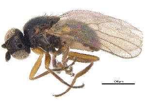  ( - CCDB-23515-F02)  @14 [ ] CreativeCommons - Attribution (2015) CBG Photography Group Centre for Biodiversity Genomics