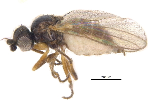  ( - CCDB-23515-F03)  @11 [ ] CreativeCommons - Attribution (2015) CBG Photography Group Centre for Biodiversity Genomics