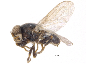  ( - CCDB-23515-G01)  @11 [ ] CreativeCommons - Attribution (2015) CBG Photography Group Centre for Biodiversity Genomics