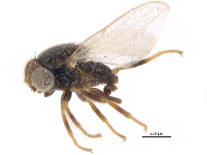  ( - CCDB-23515-G02)  @11 [ ] CreativeCommons - Attribution (2015) CBG Photography Group Centre for Biodiversity Genomics