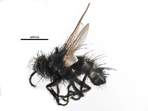  (Neomintho celeris - CCDB-23516-C07)  @13 [ ] CreativeCommons - Attribution (2015) CBG Photography Group Centre for Biodiversity Genomics