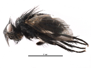  (Phytomyptera longicornis - CCDB-23517-A03)  @13 [ ] CreativeCommons - Attribution (2015) CBG Photography Group Centre for Biodiversity Genomics