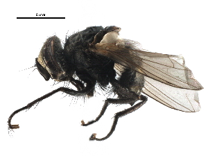  ( - CCDB-23517-A06)  @11 [ ] CreativeCommons - Attribution (2015) CBG Photography Group Centre for Biodiversity Genomics