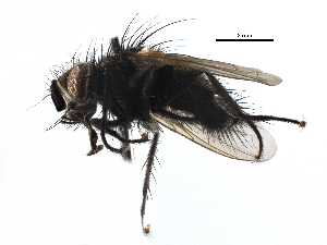  ( - CCDB-23517-A08)  @11 [ ] CreativeCommons - Attribution (2015) CBG Photography Group Centre for Biodiversity Genomics