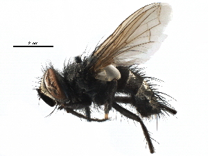 ( - CCDB-23517-A09)  @11 [ ] CreativeCommons - Attribution (2015) CBG Photography Group Centre for Biodiversity Genomics