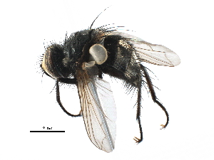  ( - CCDB-23517-A10)  @12 [ ] CreativeCommons - Attribution (2015) CBG Photography Group Centre for Biodiversity Genomics