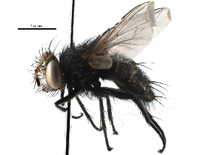 ( - CCDB-23517-C03)  @13 [ ] CreativeCommons - Attribution (2015) CBG Photography Group Centre for Biodiversity Genomics