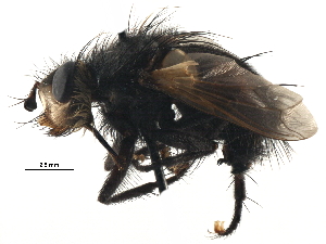  ( - CCDB-23517-C08)  @11 [ ] CreativeCommons - Attribution (2015) CBG Photography Group Centre for Biodiversity Genomics