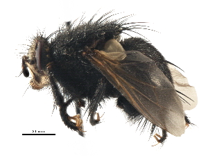  ( - CCDB-23517-C11)  @11 [ ] CreativeCommons - Attribution (2015) CBG Photography Group Centre for Biodiversity Genomics