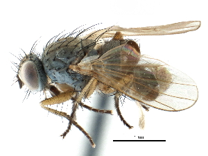  ( - CCDB-23518-F04)  @13 [ ] CreativeCommons - Attribution (2015) CBG Photography Group Centre for Biodiversity Genomics