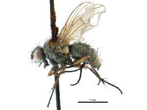  ( - CCDB-23518-H03)  @11 [ ] CreativeCommons - Attribution (2015) CBG Photography Group Centre for Biodiversity Genomics