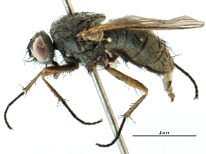  ( - CCDB-23518-H05)  @11 [ ] CreativeCommons - Attribution (2015) CBG Photography Group Centre for Biodiversity Genomics