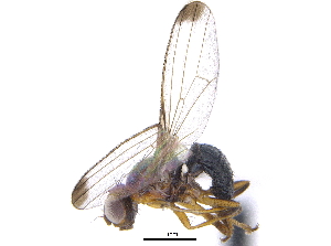  ( - CCDB-23519-A01)  @14 [ ] CreativeCommons - Attribution (2015) CBG Photography Group Centre for Biodiversity Genomics