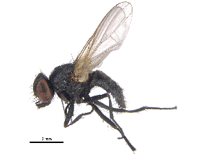 ( - CCDB-23519-A11)  @13 [ ] CreativeCommons - Attribution (2015) CBG Photography Group Centre for Biodiversity Genomics