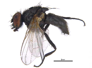  ( - CCDB-23519-B01)  @14 [ ] CreativeCommons - Attribution (2015) CBG Photography Group Centre for Biodiversity Genomics