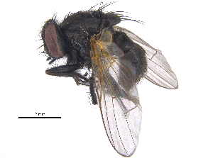  ( - CCDB-23519-B02)  @13 [ ] CreativeCommons - Attribution (2015) CBG Photography Group Centre for Biodiversity Genomics