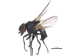  ( - CCDB-23519-B03)  @13 [ ] CreativeCommons - Attribution (2015) CBG Photography Group Centre for Biodiversity Genomics