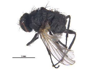  ( - CCDB-23519-B05)  @11 [ ] CreativeCommons - Attribution (2015) CBG Photography Group Centre for Biodiversity Genomics