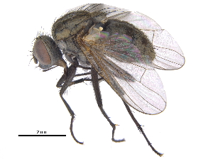  ( - CCDB-23519-B09)  @11 [ ] CreativeCommons - Attribution (2015) CBG Photography Group Centre for Biodiversity Genomics