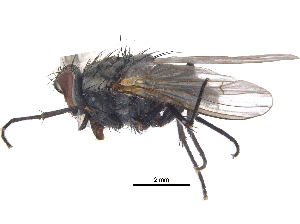  ( - CCDB-23519-H11)  @14 [ ] CreativeCommons - Attribution (2015) CBG Photography Group Centre for Biodiversity Genomics