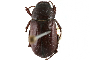  ( - CCDB-23521-A11)  @11 [ ] CreativeCommons - Attribution (2015) CBG Photography Group Centre for Biodiversity Genomics