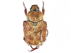  ( - CCDB-23522-A05)  @14 [ ] CreativeCommons - Attribution (2015) CBG Photography Group Centre for Biodiversity Genomics