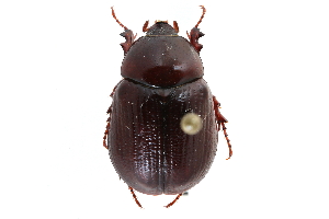  (Aphonus castaneus - CCDB-23522-F12)  @14 [ ] CreativeCommons - Attribution (2015) CBG Photography Group Centre for Biodiversity Genomics