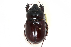  ( - CCDB-23523-A02)  @12 [ ] CreativeCommons - Attribution (2015) CBG Photography Group Centre for Biodiversity Genomics