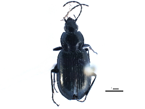  (Agonum affine - CCDB-23523-F10)  @15 [ ] CreativeCommons - Attribution (2015) CBG Photography Group Centre for Biodiversity Genomics