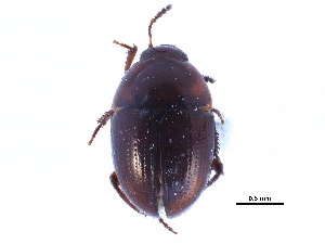  (Leiodes - CCDB-23523-F11)  @15 [ ] CreativeCommons - Attribution (2015) CBG Photography Group Centre for Biodiversity Genomics