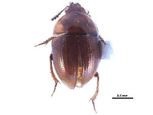  ( - CCDB-23523-G01)  @11 [ ] CreativeCommons - Attribution (2015) CBG Photography Group Centre for Biodiversity Genomics